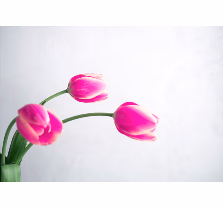 罂粟花风格的墙面壁画粉色郁金香花朵 - TenStickers