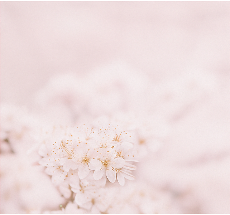 主卧室盲人 娇嫩的樱花 - TenStickers