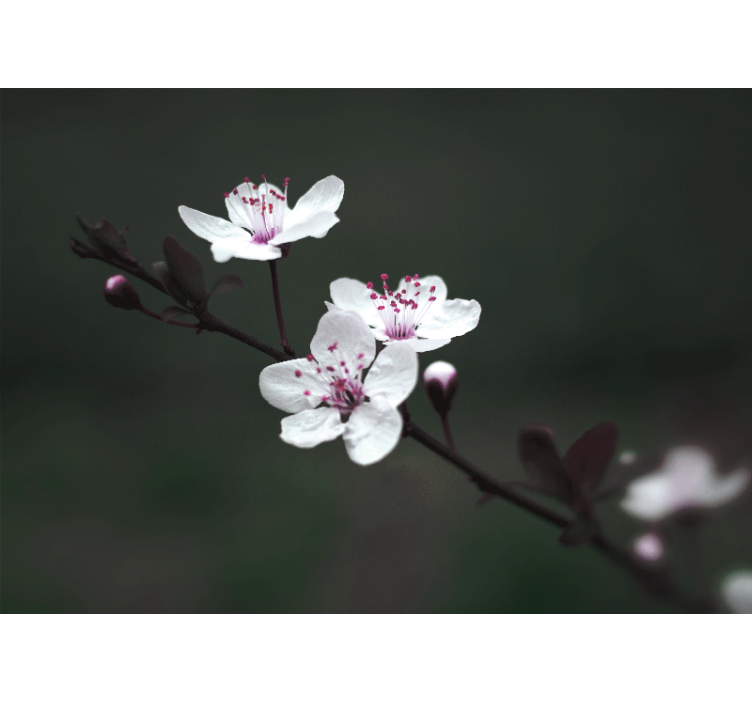 起居室盲道优雅女性樱花 - TenStickers