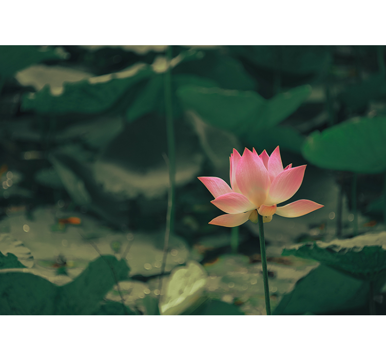 绿色盲人粉色花朵 - TenStickers