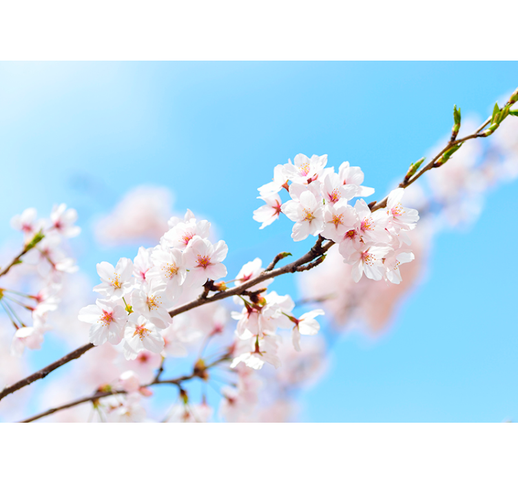 起居室盲道白樱花 - TenStickers