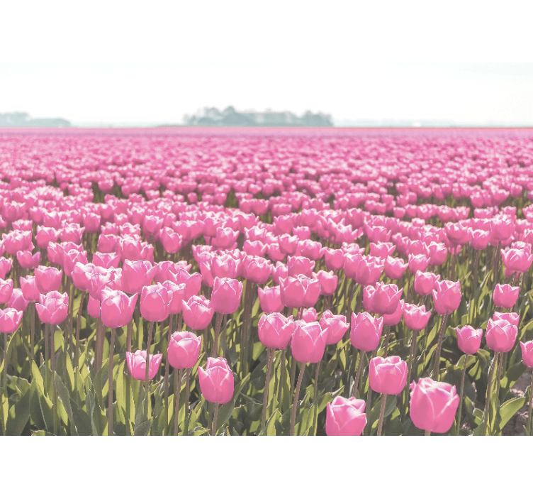 起居室盲道不同的粉色郁金香花田 - TenStickers