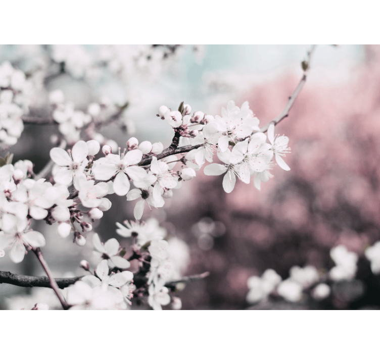 起居室盲道优雅风格女性白樱花 - TenStickers