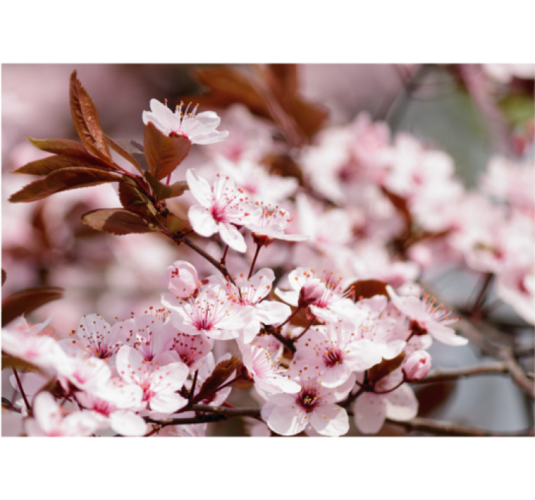 起居室盲道樱花花瓣 - TenStickers