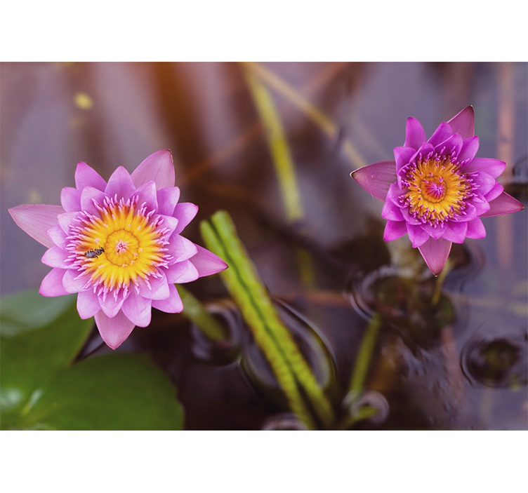 起居室盲道粉紫色莲花 - TenStickers