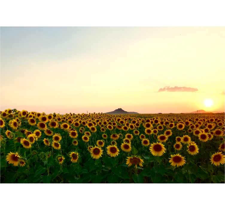 起居室盲道绚丽花卉景观 - TenStickers