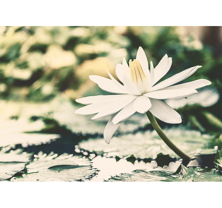 起居室盲道湖上的白莲花 - TenStickers