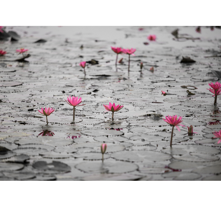 起居室盲道水面灰度睡莲花 - TenStickers