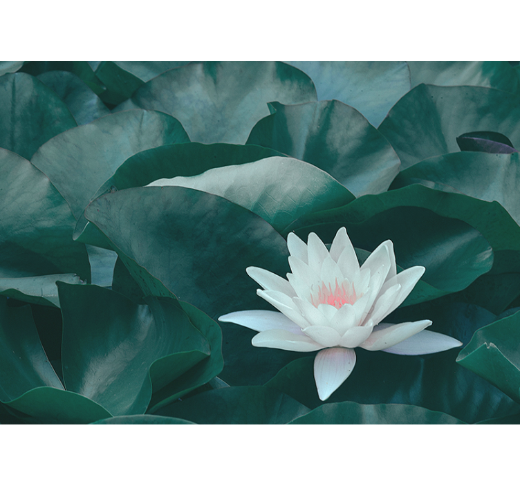 起居室盲道禅意白色莲花 - TenStickers