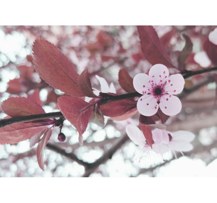 起居室盲道优雅女性樱花装饰设计 - TenStickers