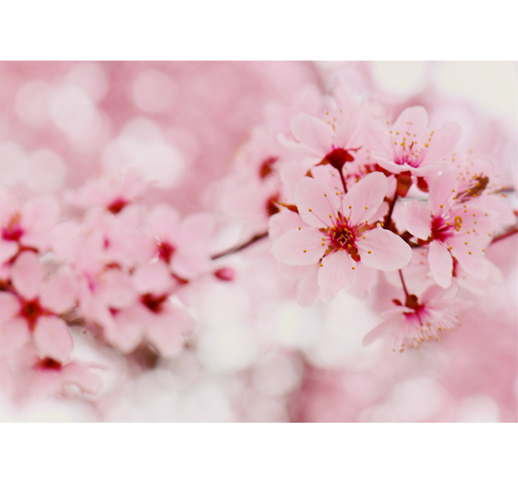盲人花草樱花优雅之美 - TenStickers