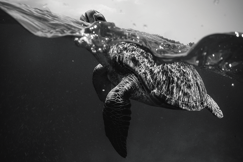 乙烯基餐垫贴图海底龟场景 - TenStickers