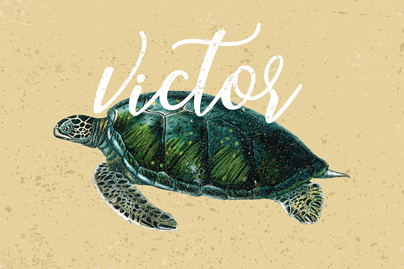 海龟的名字乌龟餐垫 - TenStickers