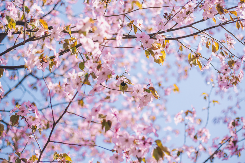 乙烯基餐垫贴图盛开的樱花 - TenStickers