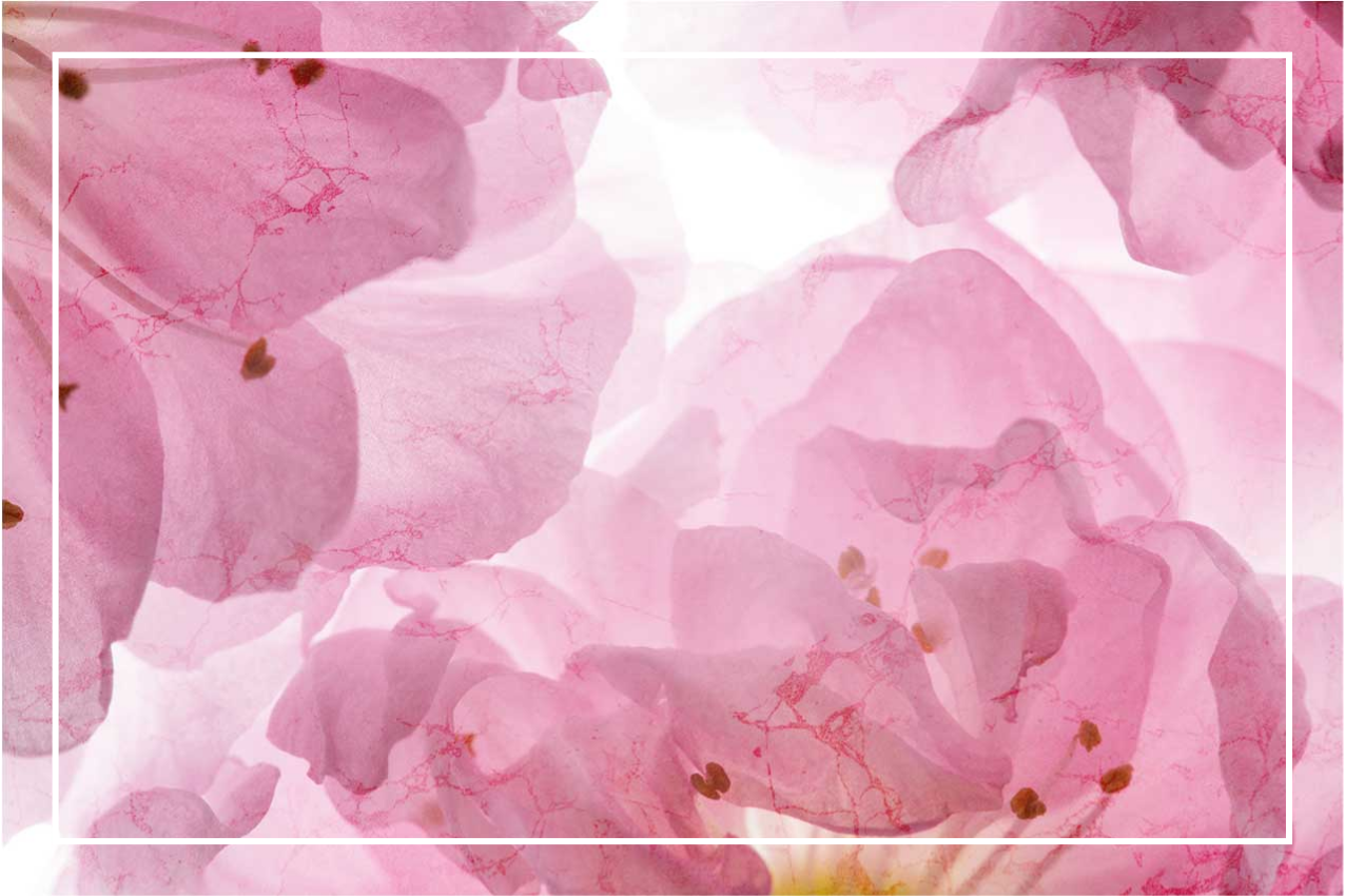 乙烯基餐垫优雅柔和花卉图案 - TenStickers