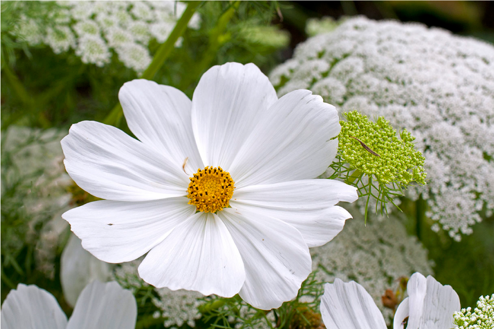 乙烯基餐垫原版优雅白色花朵 - TenStickers