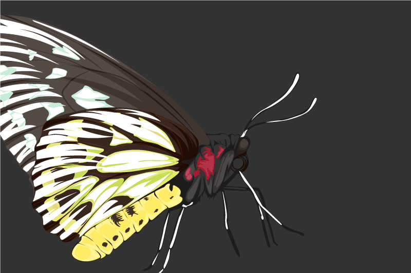 乙烯基餐垫原版彩色蝴蝶插图 - TenStickers