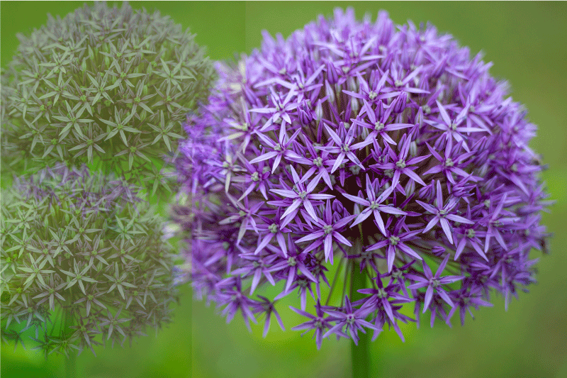 乙烯基餐垫贴图生动紫色花朵 - TenStickers