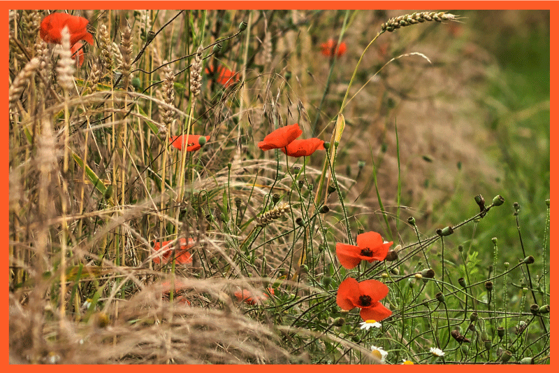 乙烯基儿童餐垫趣味食品摆放 - TenStickers