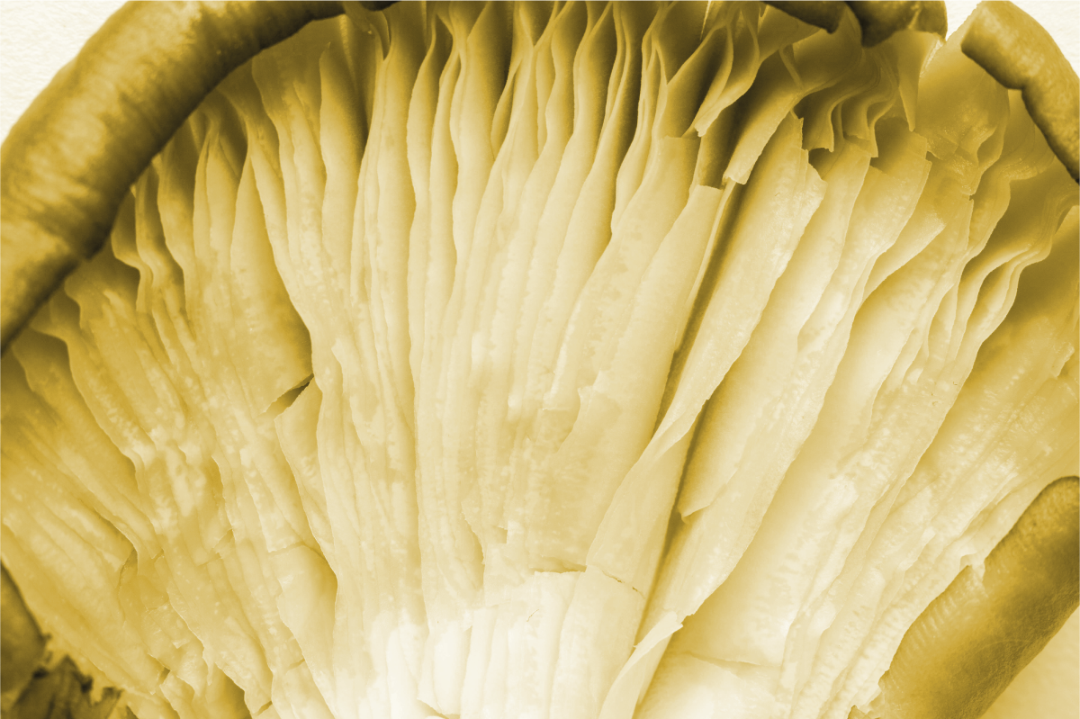 乙烯基餐垫贴图曲线叶片层次 - TenStickers