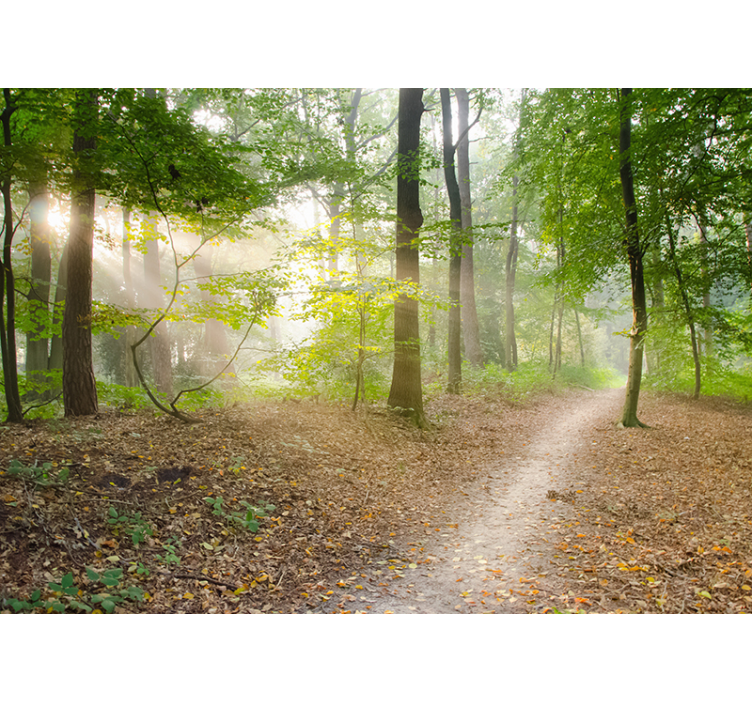 其他景观壁画 林间小道宁静 - TenStickers