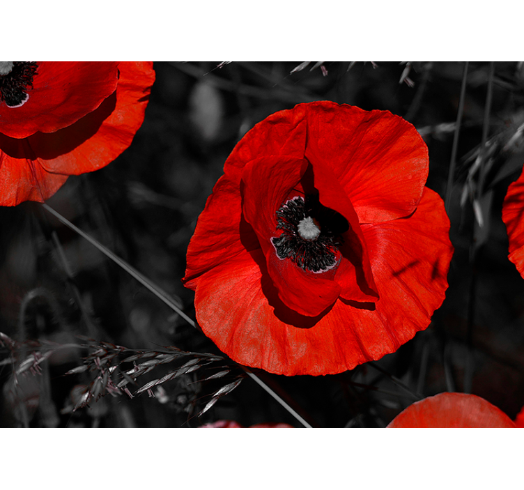 开花罂粟花墙壁画 - TenStickers