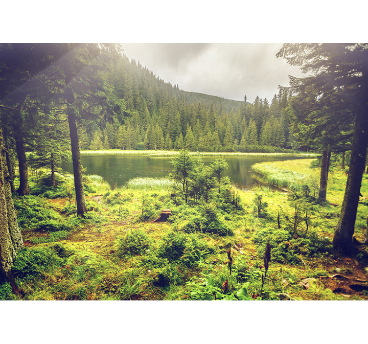 绿树森林墙壁画 - TenStickers