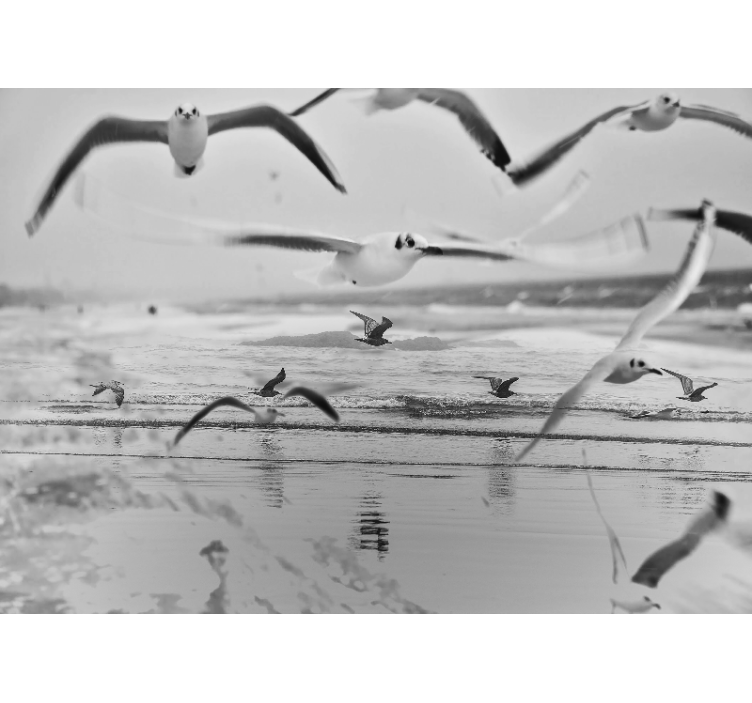 动物风格的墙面壁画 海鸥飞翔在海上 - TenStickers