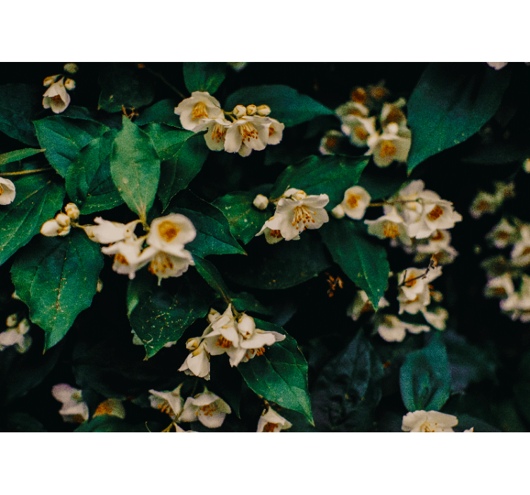 花卉照片墙展现精致白色花朵 - TenStickers