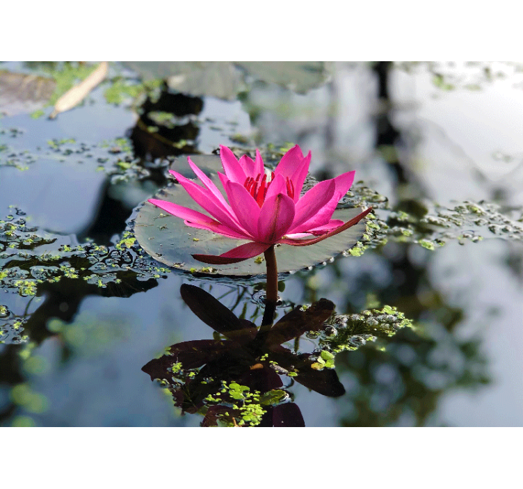 罂粟花风格的墙面壁画 优雅的粉红莲花 - TenStickers