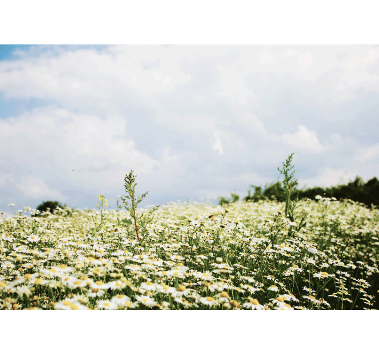花卉照片墙展现雏菊花田场景 - TenStickers