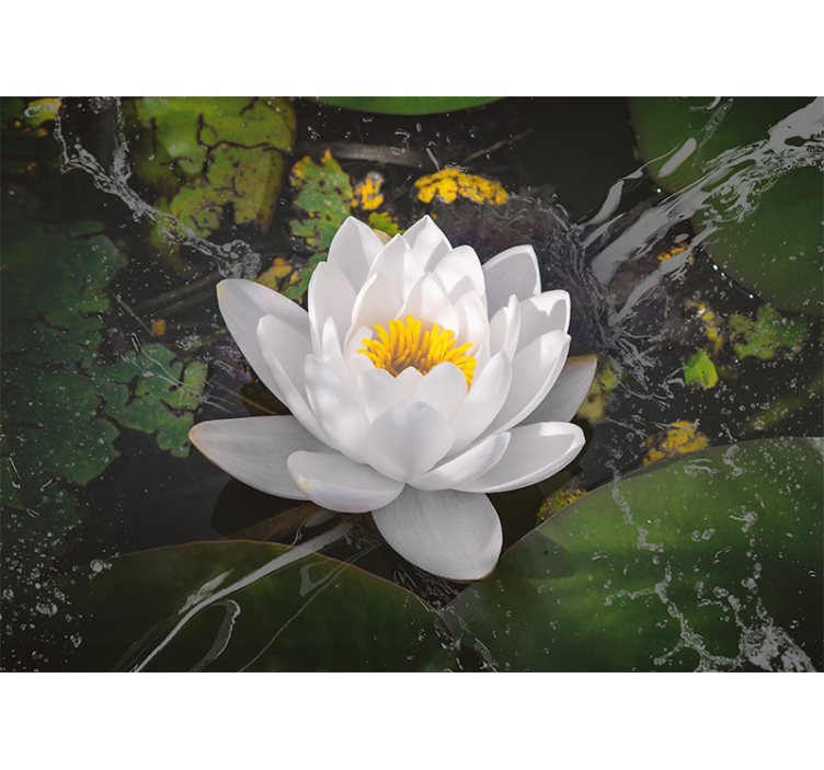 花卉照片墙展现莲花的宁静之美 - TenStickers