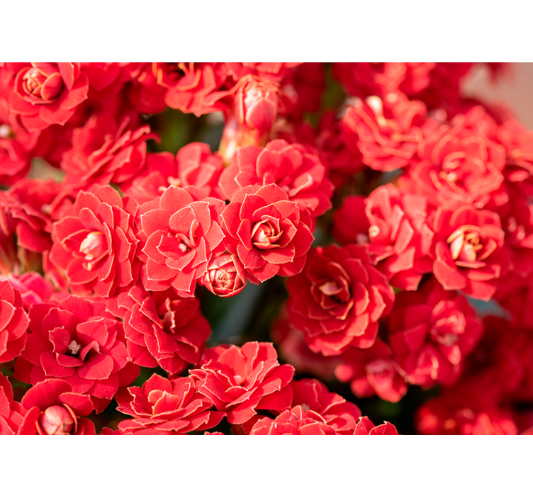 花卉照片墙展现红色花朵绽放 - TenStickers