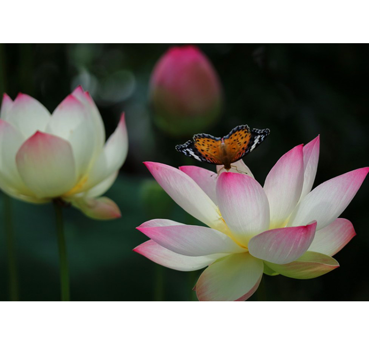 花卉照片墙 优雅的莲花 - TenStickers