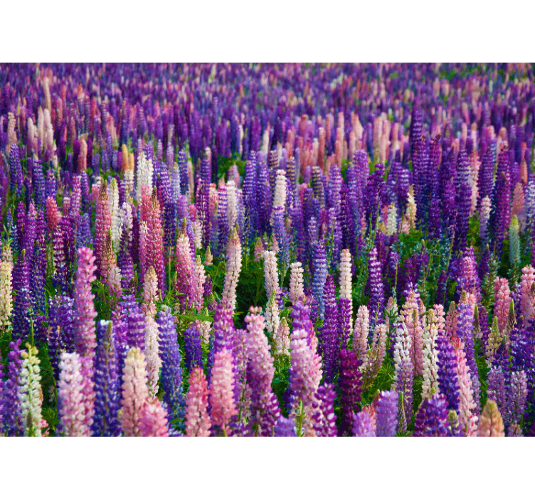 花卉照片墙展现丰盈紫色花朵 - TenStickers