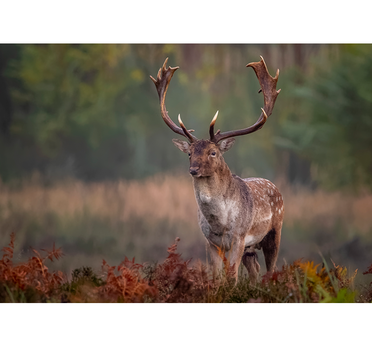 动物风格的墙面壁画展现雄伟鹿的气势 - TenStickers