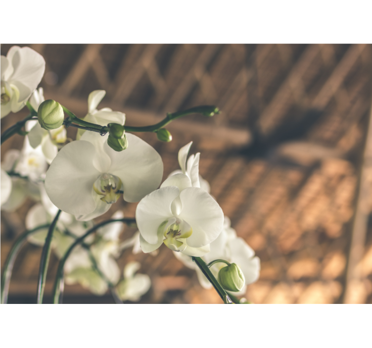 白兰花结构壁画 - TenStickers