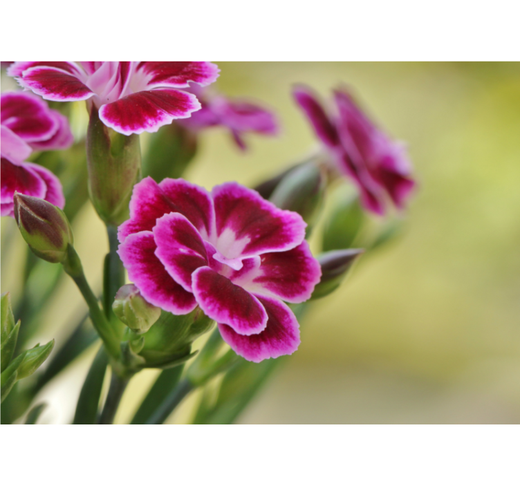 罂粟花风格的墙面壁画花卉的愉悦 - TenStickers