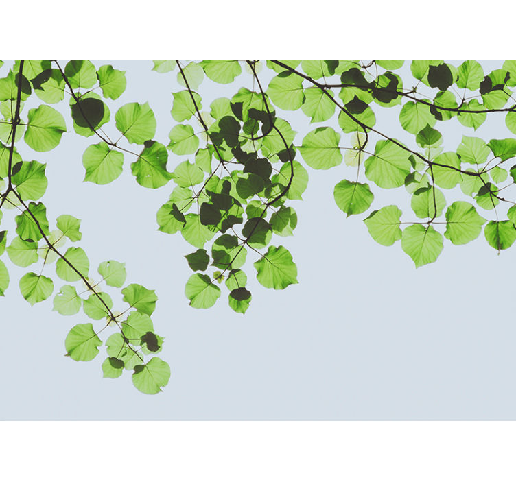 树木照片墙展现茂密树枝的树冠 - TenStickers