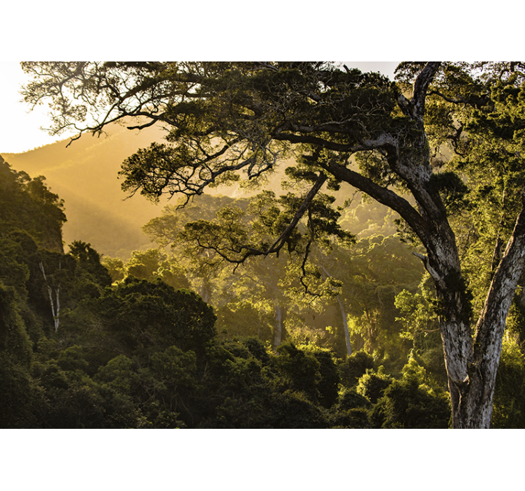 自然照片墙青翠林间风光 - TenStickers