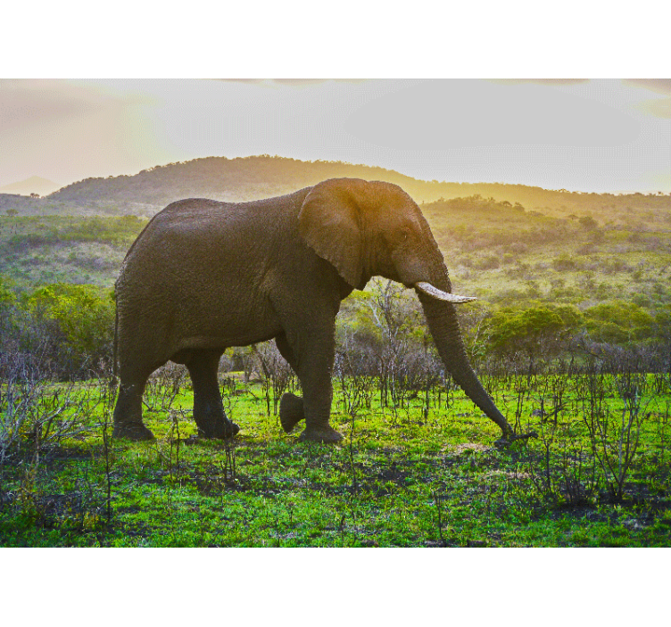 动物风格的墙面壁画 壮丽的大象场景 - TenStickers