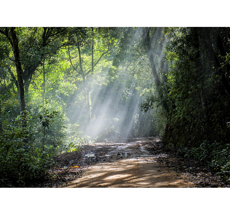 自然照片墙照亮的林间小径 - TenStickers