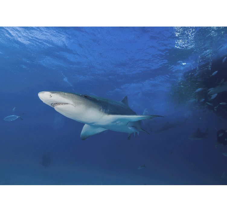 动物风格的墙面壁画壮丽鲨鱼探险 - TenStickers