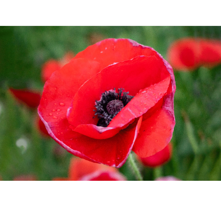 罂粟花风格的墙面壁画红色罂粟花绽放 - TenStickers