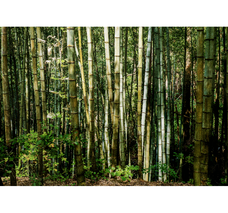 竹制照片墙竹林风景 - TenStickers