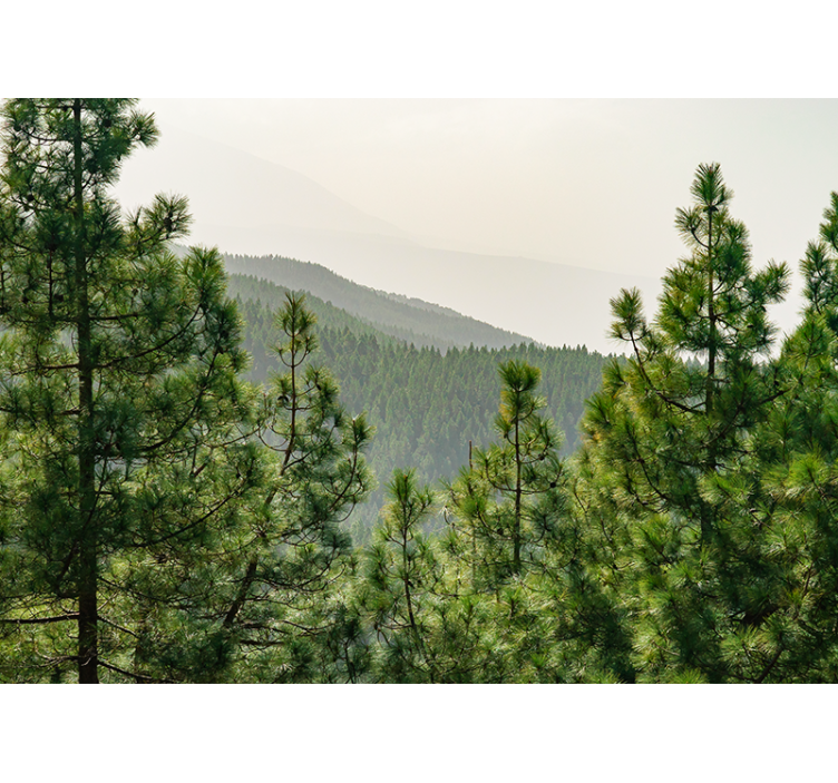 自然照片墙展现郁郁葱葱的绿色景观 - TenStickers