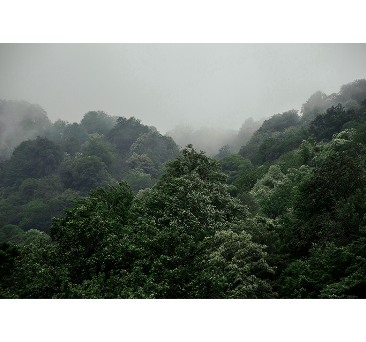 森林照片墙雾霭景观 - TenStickers