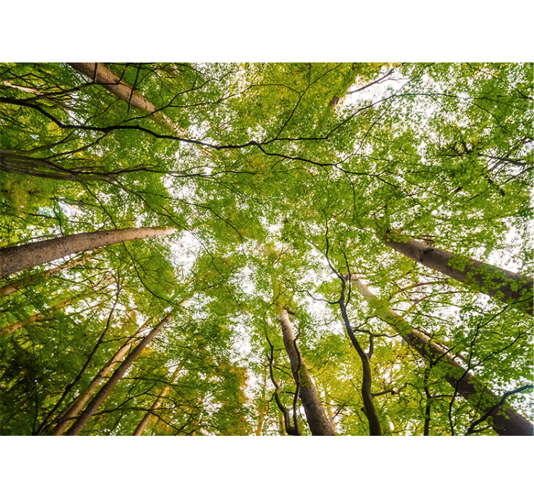 森林照片墙展现郁郁葱葱的绿叶天篷 - TenStickers