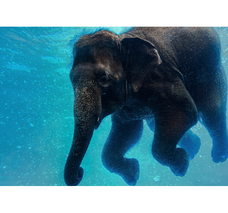 海洋的照片壁画水下大象 - TenStickers