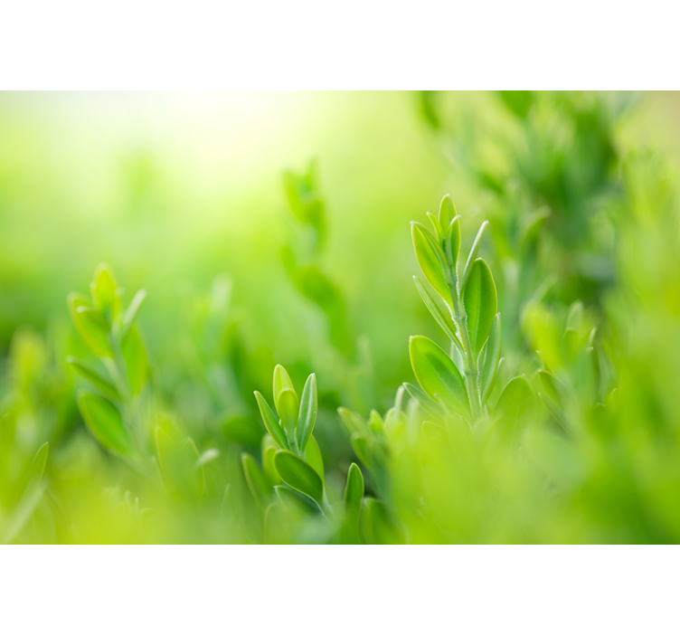 自然照片墙生机盎然的绿植特写 - TenStickers